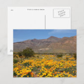 El Paso Poppies Briefkaart (Voorkant / Achterkant)