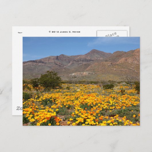 El Paso Poppies Briefkaart (Voorkant / Achterkant)