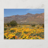 El Paso Poppies Briefkaart (Voorkant)