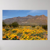 El Paso Poppies Poster (Voorkant)