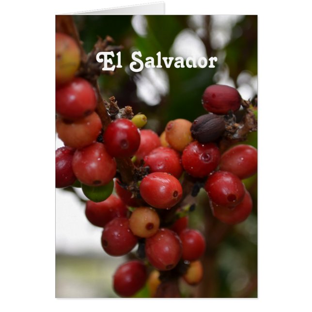 El Salvador Coffee Beans (Voorkant)