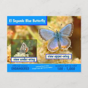 El Segundo Blue Butterfly is met uitsterven bedrei Feestdagenkaart