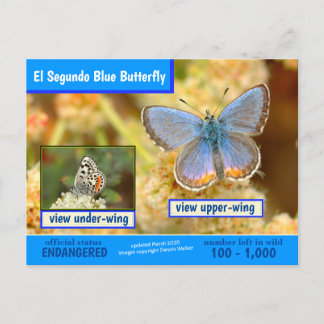 El Segundo Blue Butterfly is met uitsterven bedrei Feestdagenkaart
