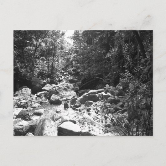 El Yunque National Rainforest Briefkaart (Voorkant)