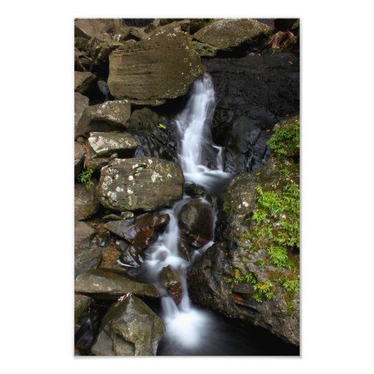 El Yunque Puerto Rico Foto Afdruk (Voorkant)