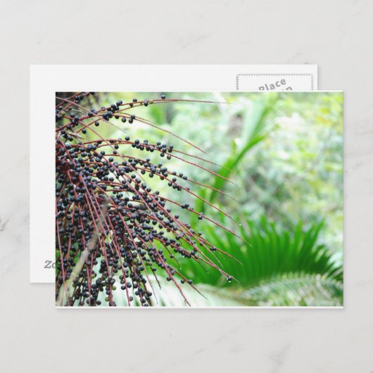 El Yunque Rain Forest Briefkaart (Voorkant / Achterkant)