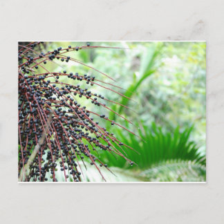 El Yunque Rain Forest Briefkaart