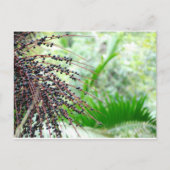 El Yunque Rain Forest Briefkaart (Voorkant)