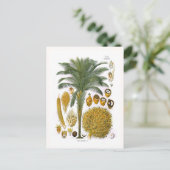 Elaeis guineensis (oliepalm) briefkaart (Staand voorkant)