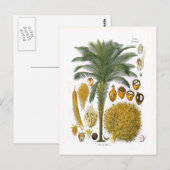 Elaeis guineensis (oliepalm) briefkaart (Voorkant / Achterkant)