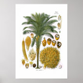 Elaeis guineensis (oliepalm) poster (Voorkant)