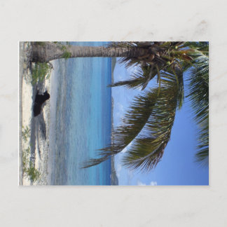 Elaine's hond in St. John, USVI Briefkaart