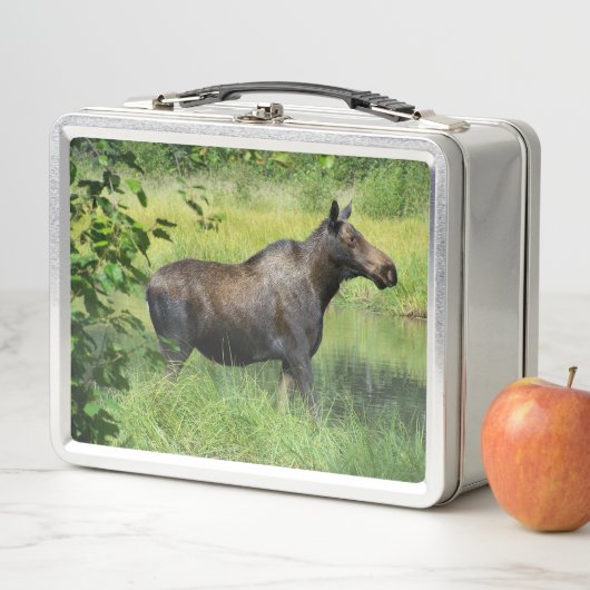 Eland (In situ)