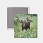 Eland (Alces alces) in bloemen, Magneet (Voorkant / Achterkant)