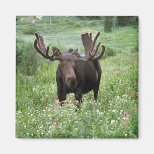 Eland (Alces alces) in bloemen, Magneet