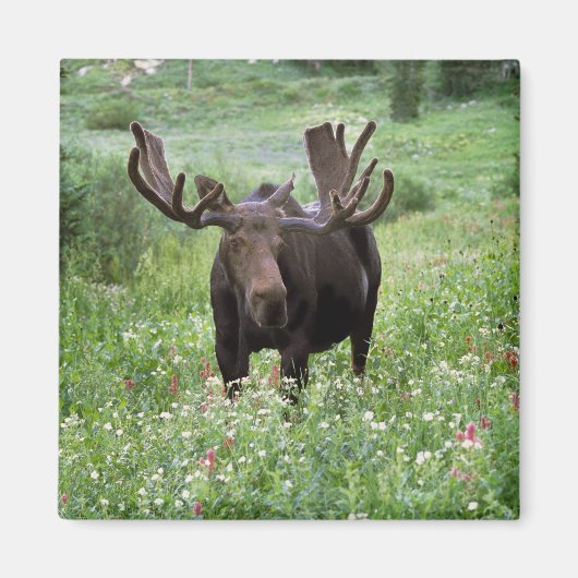 Eland (Alces alces) in bloemen, Magneet (Voorkant)