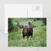 Eland (Alces alces) in bloemenweide, Briefkaart (Voorkant / Achterkant)