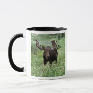 Eland (Alces alces) in bloemenweide, Mok