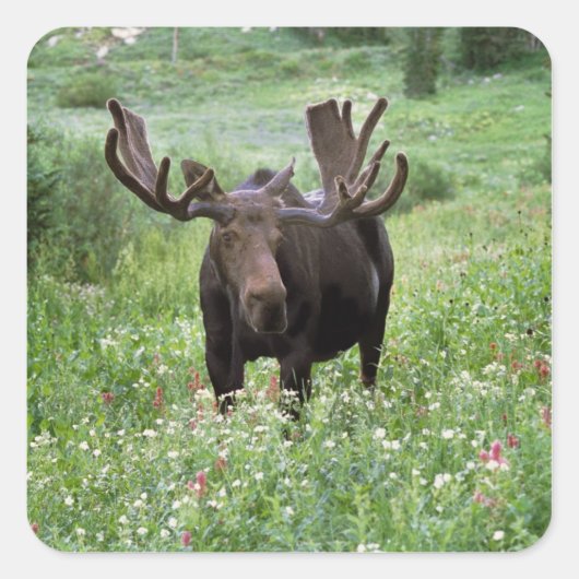 Eland (Alces alces) in bloemenweide, Vierkante Sticker (Voorkant)