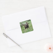 Eland (Alces alces) in bloemenweide, Vierkante Sticker (Envelop)