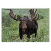 Eland (Alces alces) in veldbloemen, Snijplank (Voorkant)