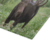 Eland (Alces alces) in veldbloemen, Snijplank (Hoek)