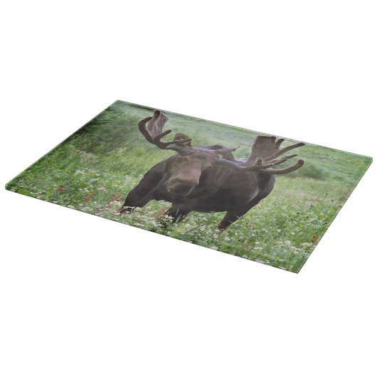 Eland (Alces alces) in veldbloemen, Snijplank (Hoek)