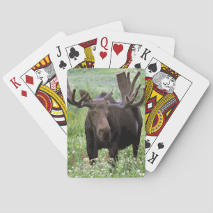 Eland (Alces alces) in veldbloemen, Speelkaarten