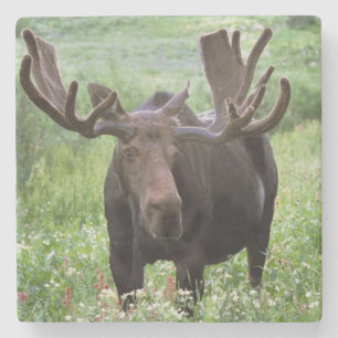 Eland (Alces alces) in veldbloemen, Stenen Onderzetter