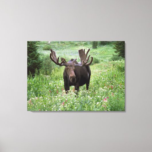 Eland (Alces alces) in wilde bloemen, Canvas Afdruk (Voorkant)