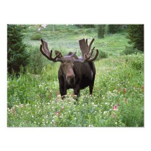 Eland (Alces alces) in wilde bloemen, Foto Afdruk
