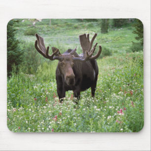 Eland (Alces alces) in wilde bloemen, Muismat