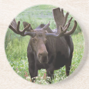 Eland (Alces alces) in wilde bloemen, Zandsteen Onderzetter
