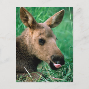 eland, Alces alces, kalf liggend in gras, Kenai Briefkaart