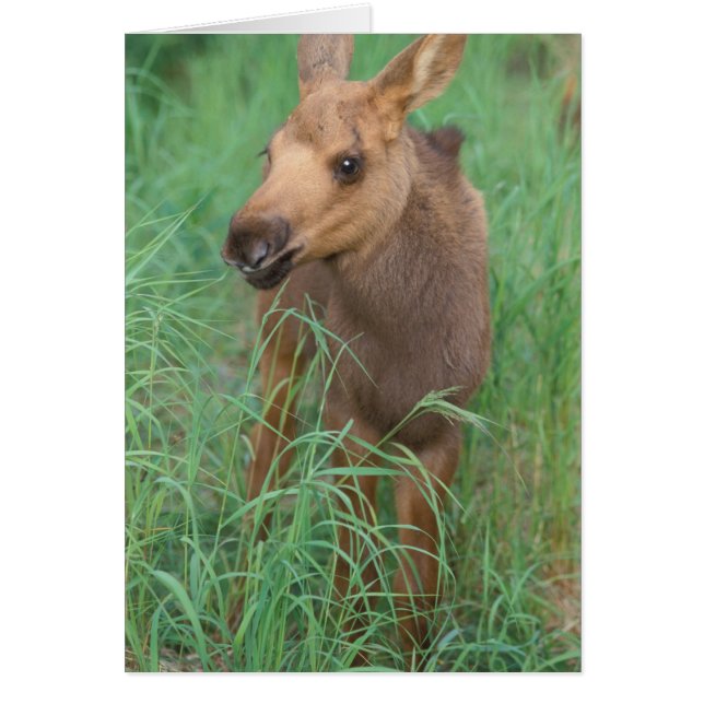 eland, Alces alces, pasgeboren kalf staat (Voorkant)