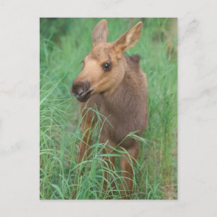 eland, Alces alces, pasgeboren kalf staat Briefkaart