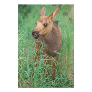 eland, Alces alces, pasgeboren kalf staat Foto Afdruk