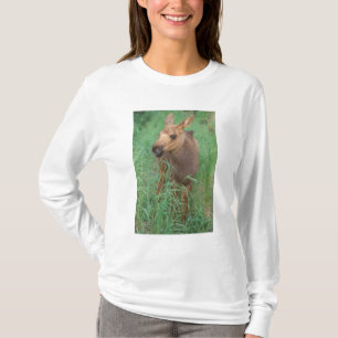 eland, Alces alces, pasgeboren kalf staat T-shirt