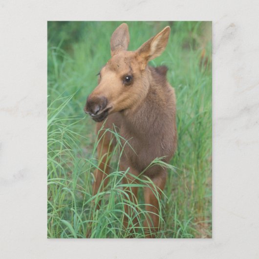 eland, Alces alces, pasgeboren kalveropstanden Briefkaart (Voorkant)