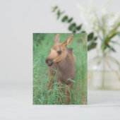 eland, Alces alces, pasgeboren kalveropstanden Briefkaart (Staand voorkant)