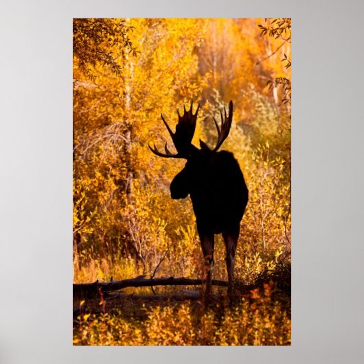 Eland (Alces Alces) Stier In Gouden Wilgen 2 Poster (Voorkant)