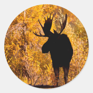 Eland (Alces Alces) stier in gouden wilgen 2 Ronde Sticker