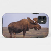 eland, Alces alces, stier met groot gewei Case-Mate iPhone Case (Achterkant (horizontaal))