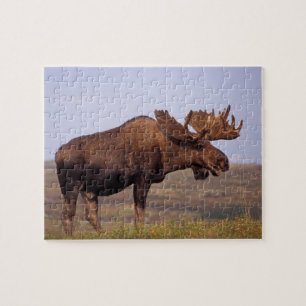 eland, Alces alces, stier met groot gewei Legpuzzel