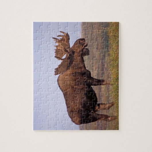 eland, Alces alces, stier met groot gewei Legpuzzel (Verticaal)