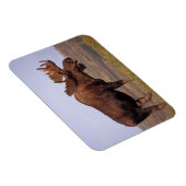 eland, Alces alces, stier met groot gewei Magneet (Rechterzijde)