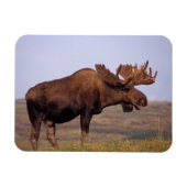 eland, Alces alces, stier met groot gewei Magneet (Horizontaal)