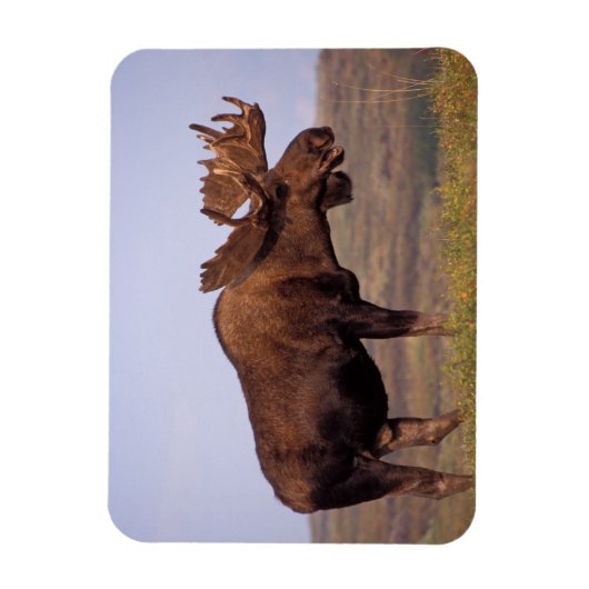 eland, Alces alces, stier met groot gewei Magneet (Verticaal)