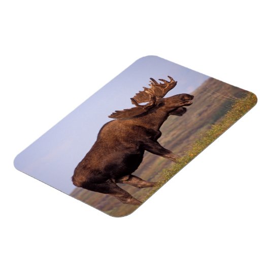 eland, Alces alces, stier met groot gewei Magneet (Linkerzijde)