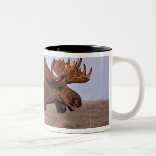 eland, Alces alces, stier met groot gewei Tweekleurige Koffiemok (Rechts)